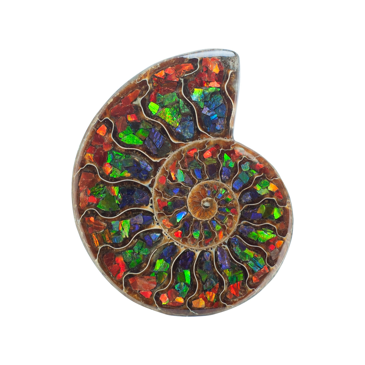 Demi-ammonite avec incrustation d'ammolite, pierre de présentation 10 cm, 1 pièce