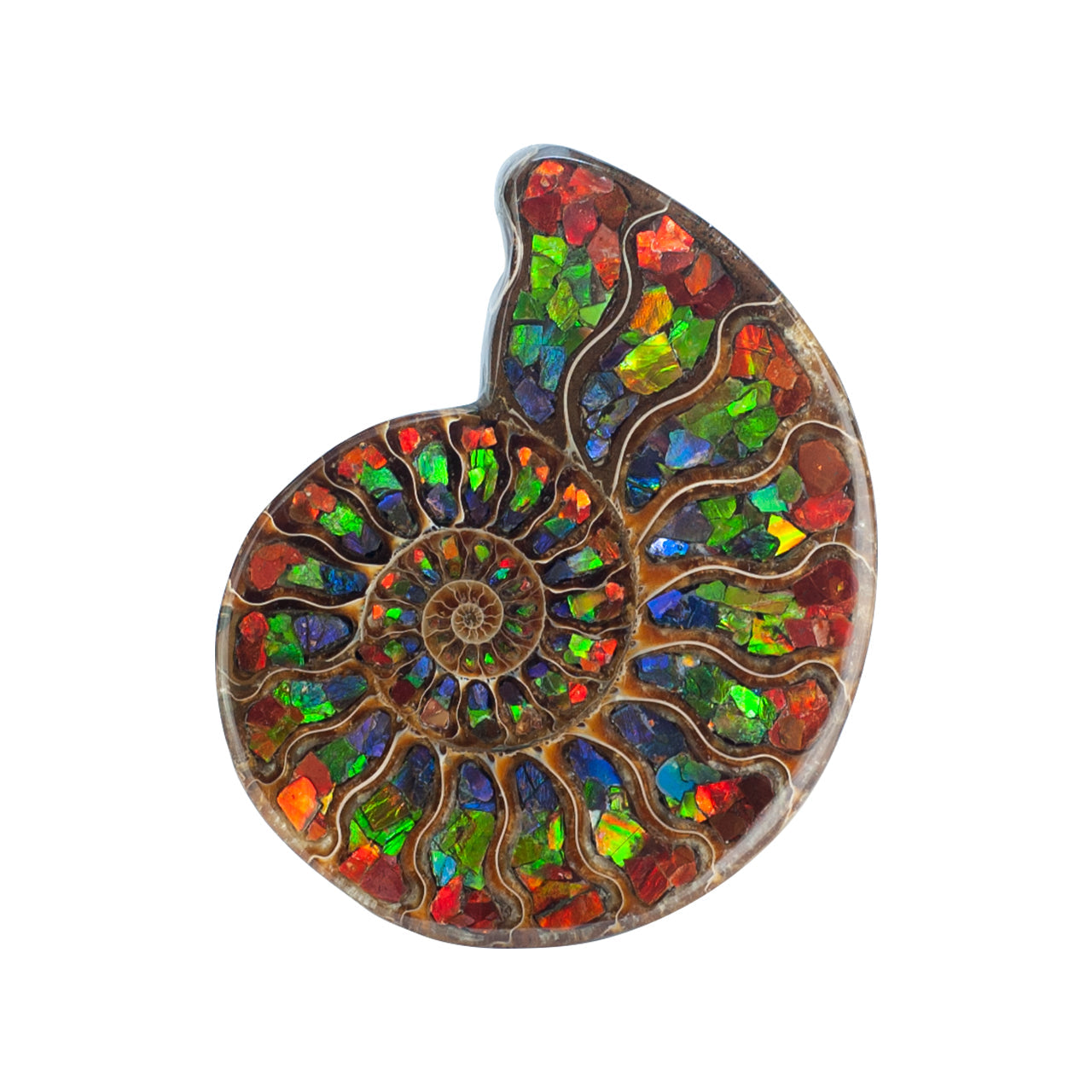 Demi-ammonite avec incrustation d'ammolite, pierre de présentation 10 cm, 1 pièce