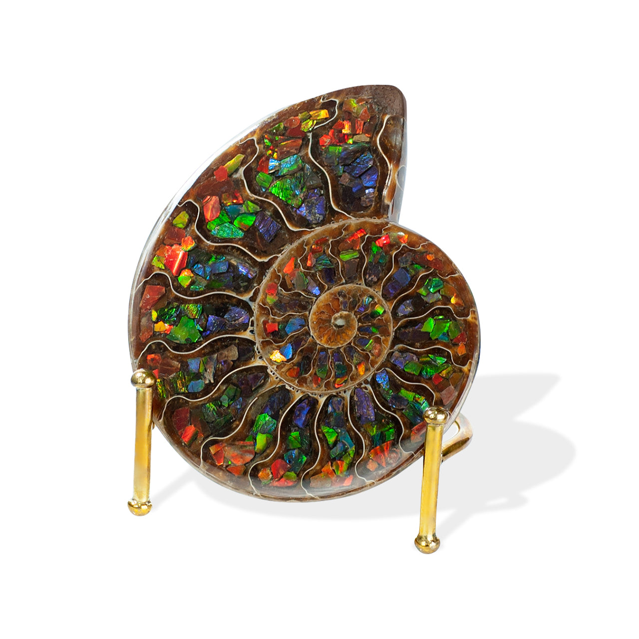 Demi-ammonite avec incrustation d'ammolite, pierre de présentation 10 cm, 1 pièce