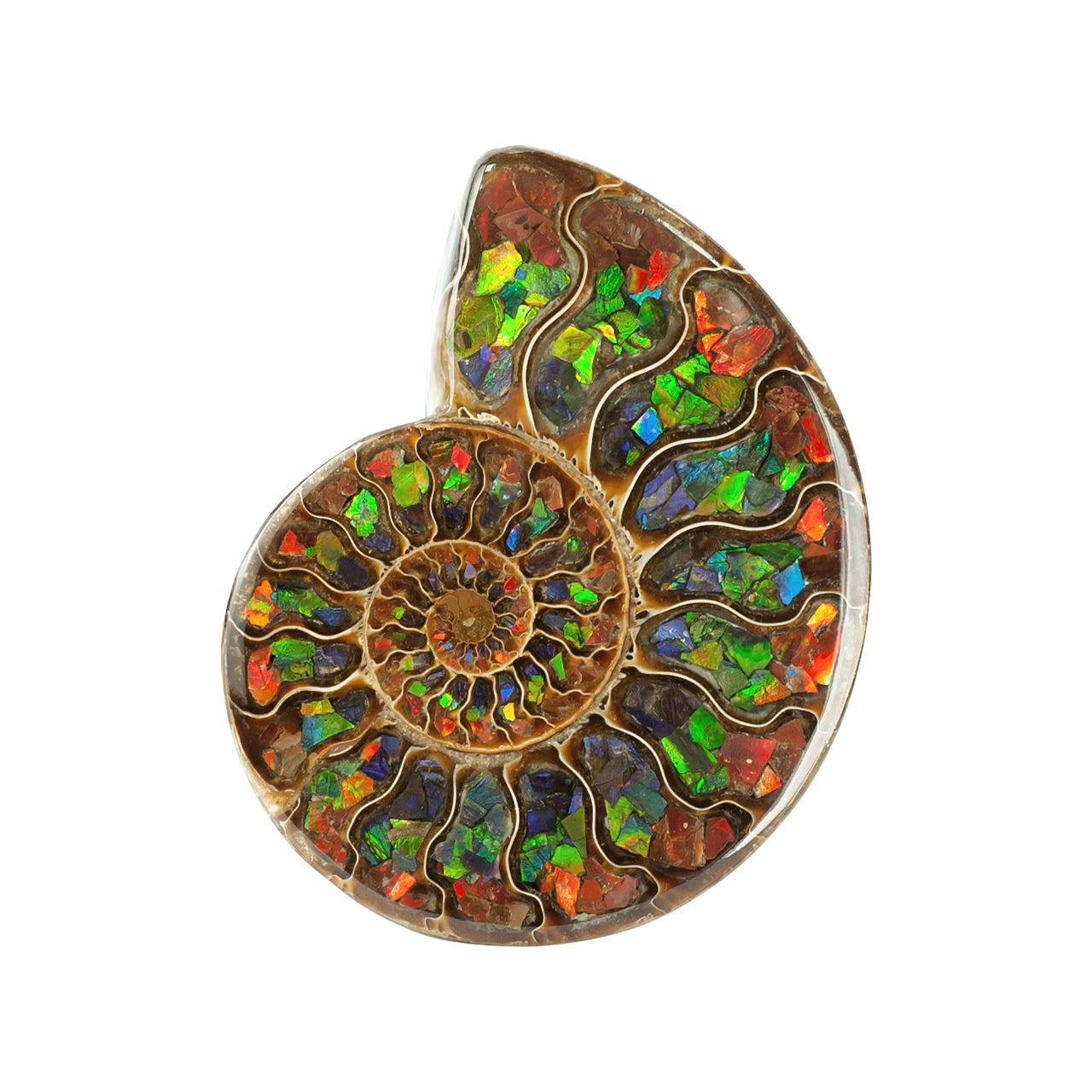 Ammonite with Ammolite Inlay with brass stand 11 - 12 cm