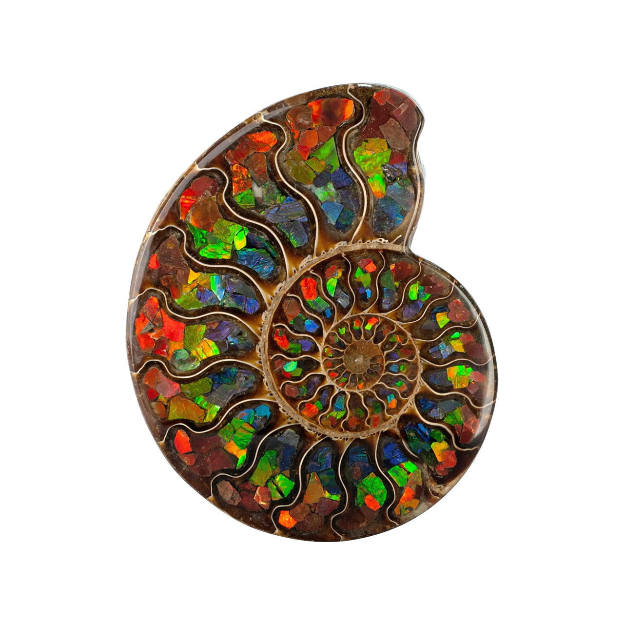 Ammonite with Ammolite Inlay with brass stand 11 - 12 cm