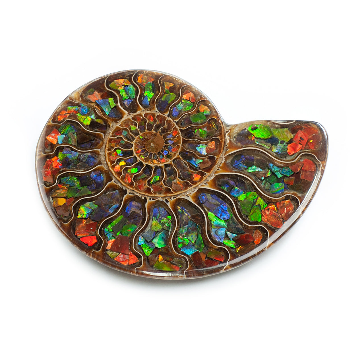 Ammonite with Ammolite Inlay with brass stand 11 - 12 cm