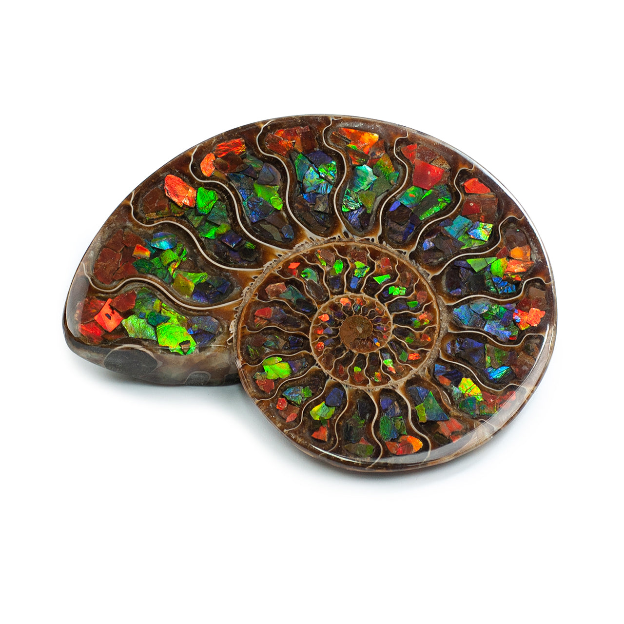 Ammonite with Ammolite Inlay with brass stand 11 - 12 cm