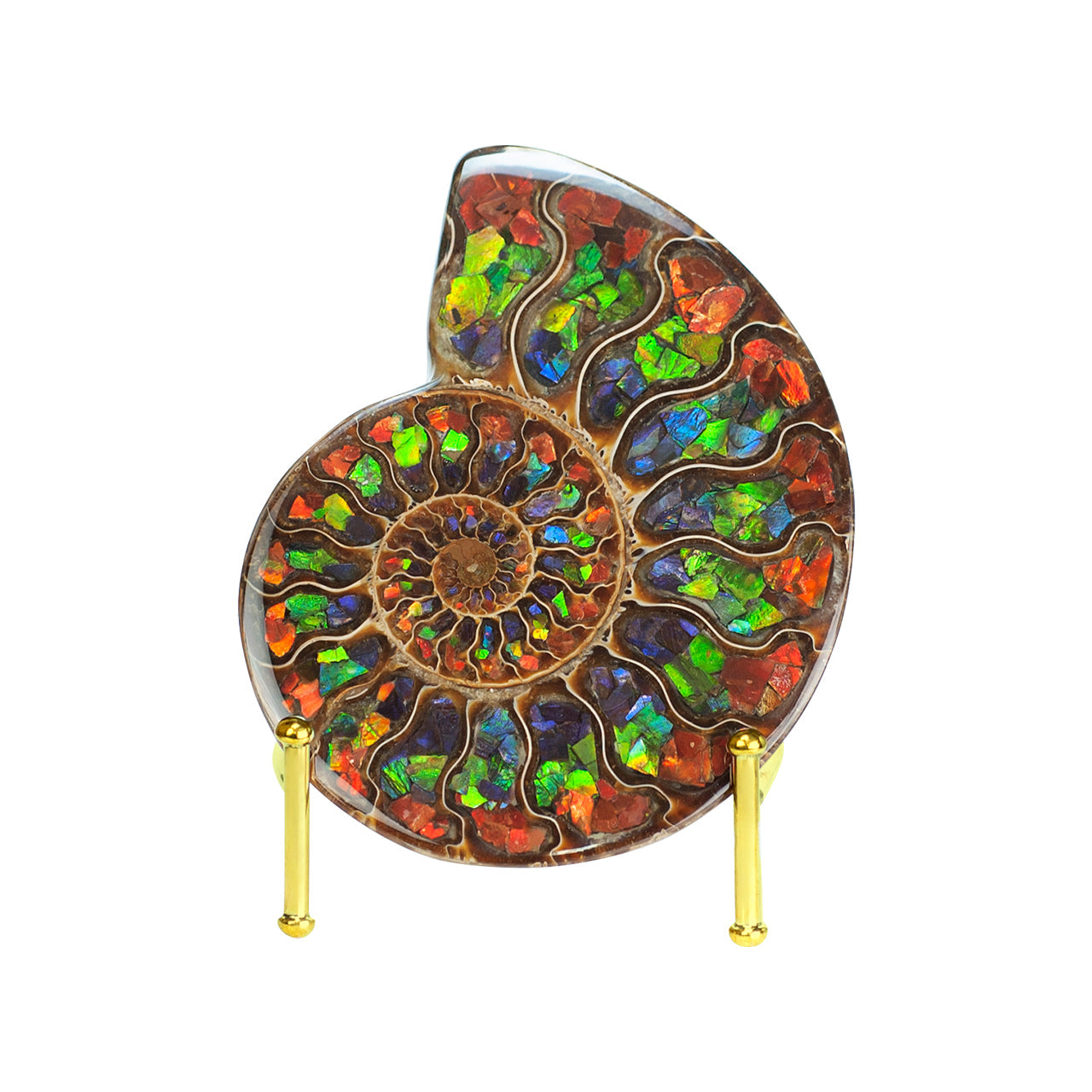 Ammonite with Ammolite Inlay with brass stand 11 - 12 cm