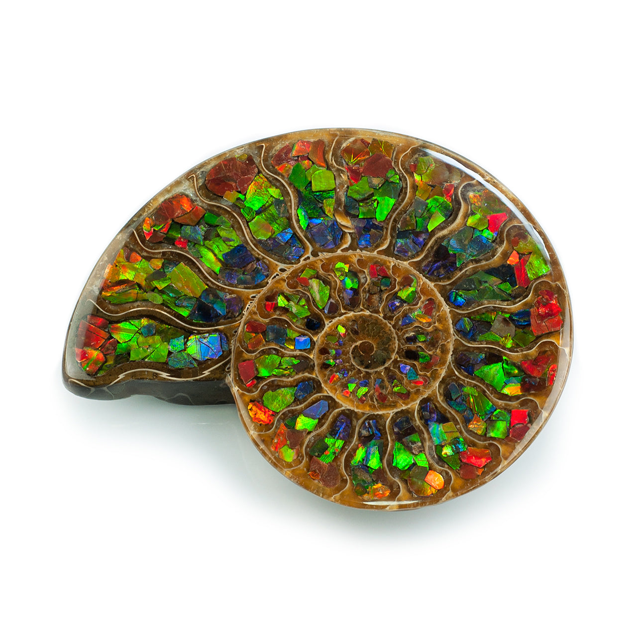Ammonite with Ammolite Inlay 12cm