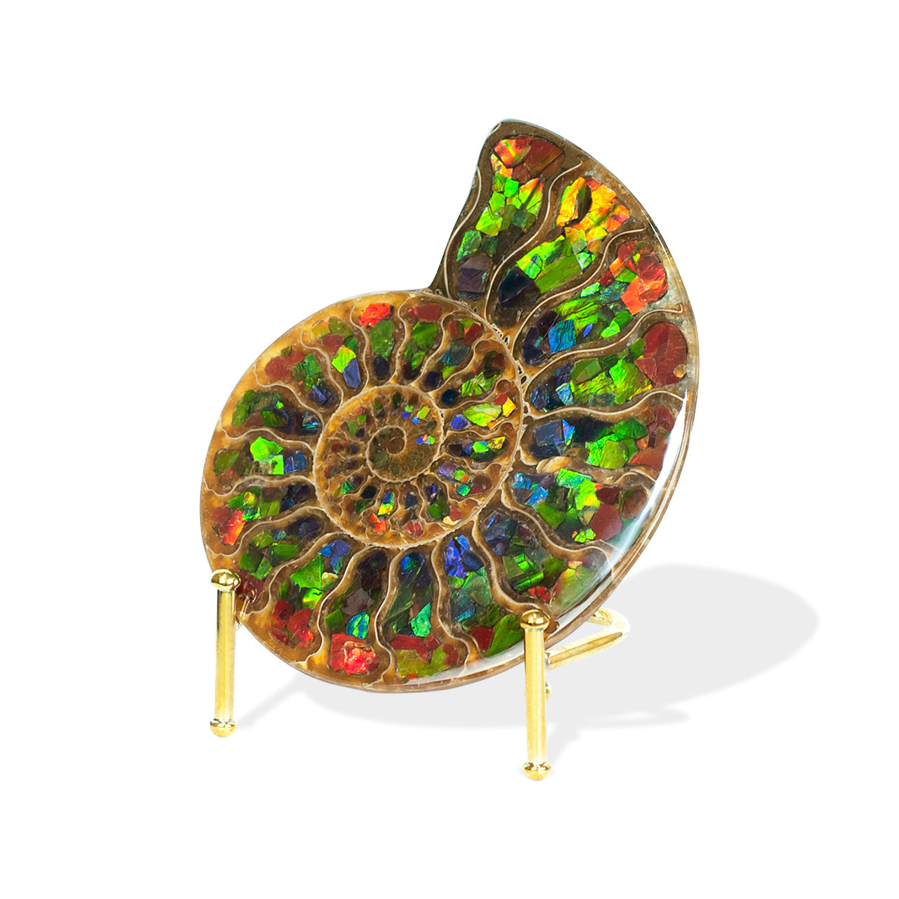Ammonite with Ammolite Inlay 12cm