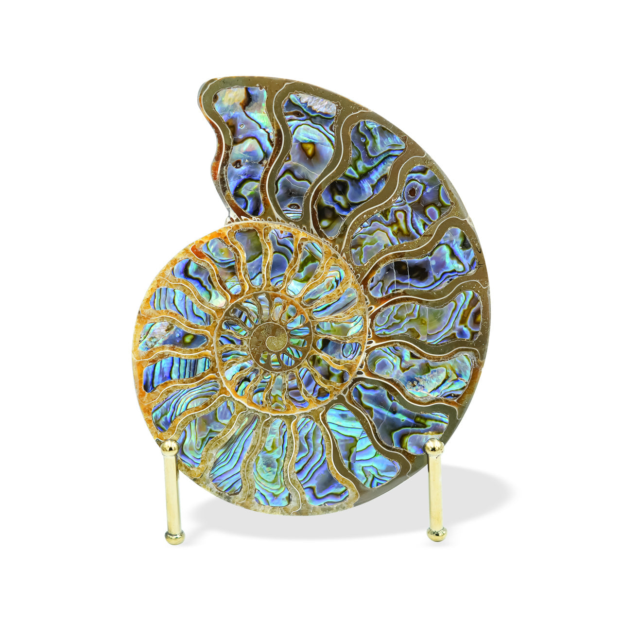 Ammonite with Abalone inlay 12-13cm