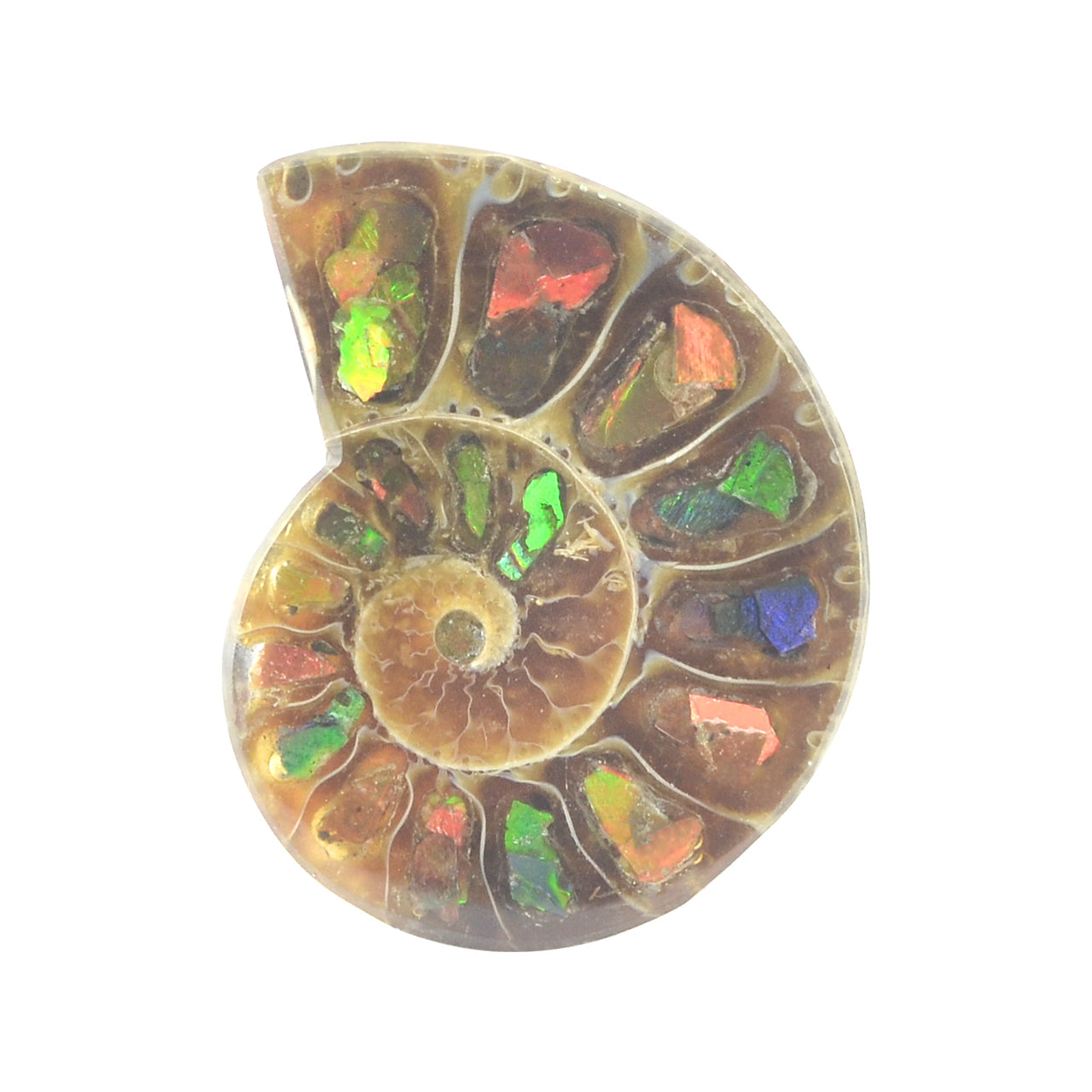 Ammonite with Ammolite Inlay Cabochon