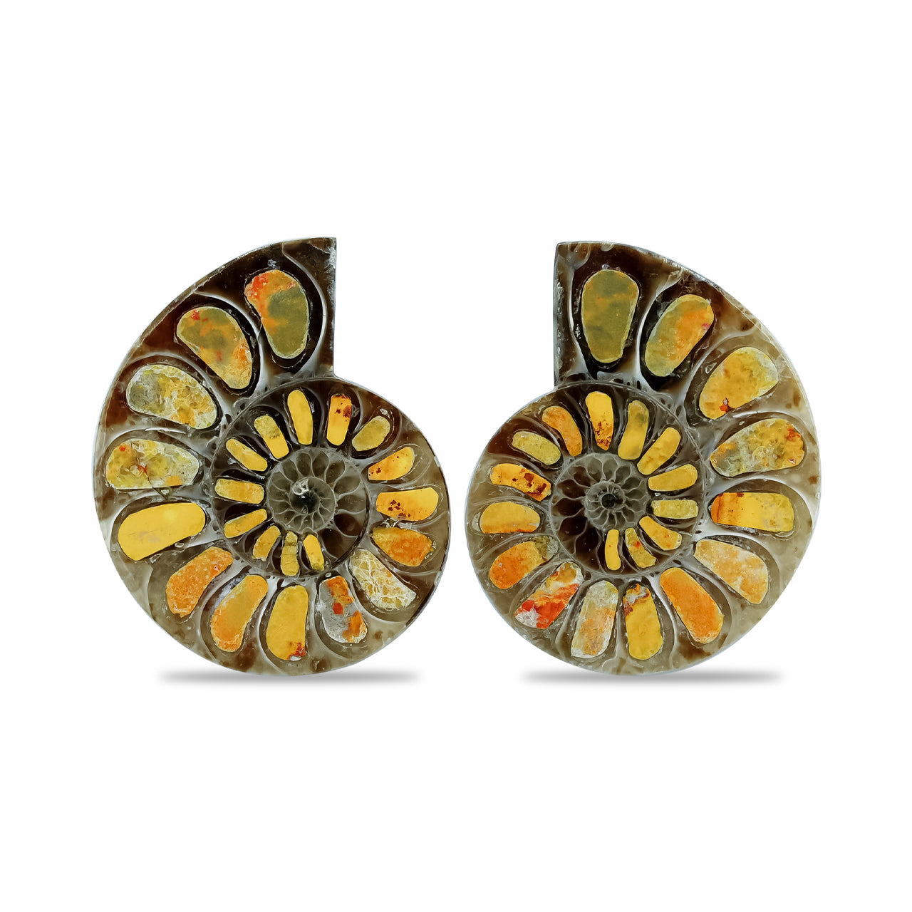 Half Ammonite with Bumblebee Jasper Inlay Cabochon 25-29 mm