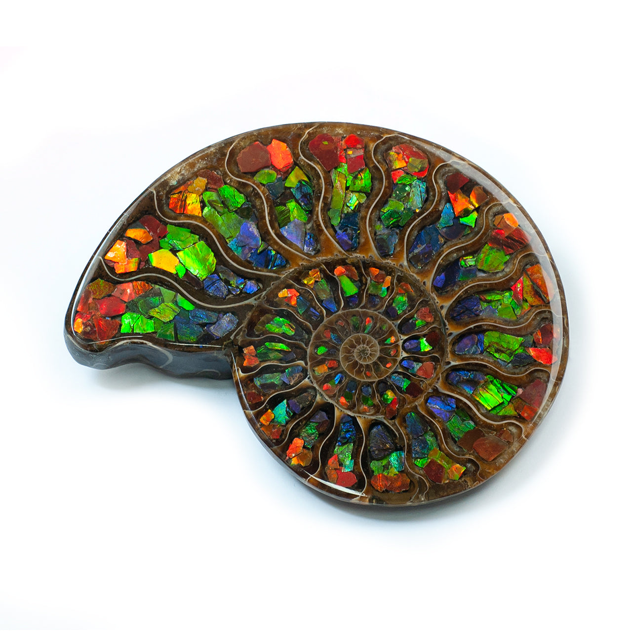 Demi-ammonite avec incrustation d'ammolite, pierre de présentation 10 cm, 1 pièce