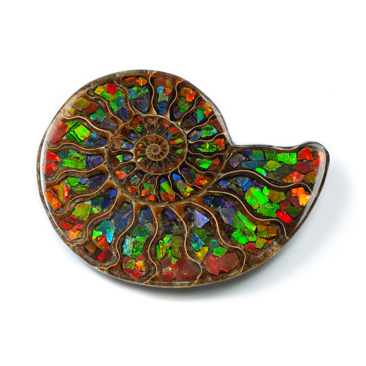 Demi-ammonite avec incrustation d'ammolite, pierre de présentation 10 cm, 1 pièce
