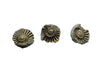 Starborn Ammonite Pleuroceras found in Nuremberg with brass finish
