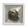 Starborn Ammonite Pleuroceras gefunden in Nürnberg mit Messingfinish 