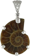 Starborn Petrified Ammonite Anhänger aus 925er Sterlingsilber mit filigraner Öse und Lebensbaumverzierung auf der Rückseite.