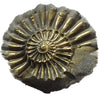 Starborn Ammonite Pleuroceras found in Nuremberg with brass finish