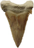 Fossil tooth Specimen, 1 Item excellent condition