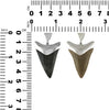 Starborn Black Fossilized Cosmopolitodus Capped Pendant 925 Silver