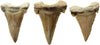 Fossiles Zahnexemplar, 1 Stück, ausgezeichneter Zustand