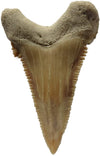 Fossil tooth Specimen, 1 Item excellent condition