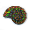 Ammonite Half with Ammolite Inlay Display Stone 11cm - 1 piece