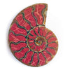 Ammonitenhälfte mit Koralleneinlage, großer Cabochon 67–72 mm – 1 Stück