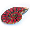 Ammonitenhälfte mit Koralleneinlage, großer Cabochon 67–72 mm – 1 Stück