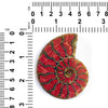 Ammonitenhälfte mit Koralleneinlage, großer Cabochon 67–72 mm – 1 Stück