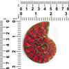 Ammonite Half with Coral Inlay Large Cabochon 67-72mm - 1 piece