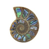 Ammonit-Hälfte mit Abalone-Inlay-Cabochon 25 mm – 1 Stück