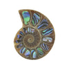 Ammonite Half with Abalone Inlay Cabochon 25mm - 1 piece
