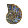 Ammonite Half with Abalone Inlay Cabochon 25mm - 1 piece