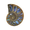 Ammonit-Hälfte mit Abalone-Inlay-Cabochon 25 mm – 1 Stück
