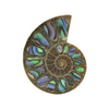 Ammonit-Hälfte mit Abalone-Inlay-Cabochon 25 mm – 1 Stück