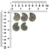 Ammonite Half with Abalone Inlay Cabochon 25mm - 1 piece