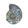 Ammonite Half with Abalone Inlay Cabochon 30mm - 1 piece