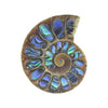 Ammonite Half with Abalone Inlay Cabochon 30mm - 1 piece