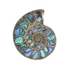 Ammonite Half with Abalone Inlay Cabochon 35mm - 1 piece