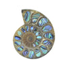 Ammonite Half with Abalone Inlay Cabochon 35mm - 1 piece