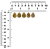 Ammonit mit Ammolit-Inlay-Cabochons 16 mm – 1 Stück