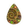 Ammonite with Ammolite Inlay Cabochons 25mm - 1 piece