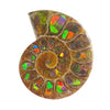 Ammonit-Hälfte mit Ammolit-Inlay-Cabochon 33–35 mm – 1 Stück