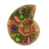 Ammonit-Hälfte mit Ammolit-Inlay-Cabochon 33–35 mm – 1 Stück