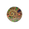 Ammonite with Ammolite Inlay Round Cabochons 18mm - 1 piece