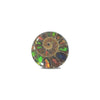 Ammonite with Ammolite Inlay Cabochons 18-19mm round