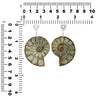 Starborn-Pyrit-eingelegter Ammonit-Anhänger mit filigranen Details aus Sterlingsilber