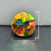 Ammolite Round Cabochon 19mm - 1 piece