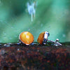 Starborn Baltic Amber Post Earrings in Sterling Silver