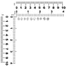 Starborn Herkimer-Diamant-Sterlingsilber-Ohrstecker-Set mit 5 Paaren 