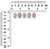 Thomsonite Oval Cabochon 18mm - 1 piece