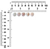 Thomsonite Round Cabochon 12mm - 1 piece